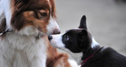 Getting To Know Your Puppy