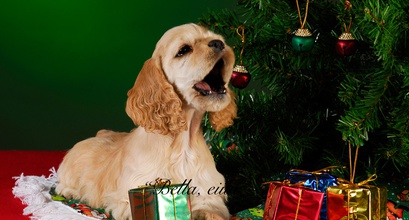 Doggy Winter Holiday, Part 2: Jingle Bell Rock