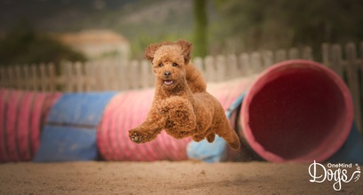 Petra Studied Agility Only Online, Then Flew to Finland to Train with a Coach!