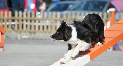 The Massive Change A Deaf Dog Made To Dog Agility