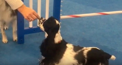 How Listening to a Shy Dog Helped Her Come Out of Her Shell