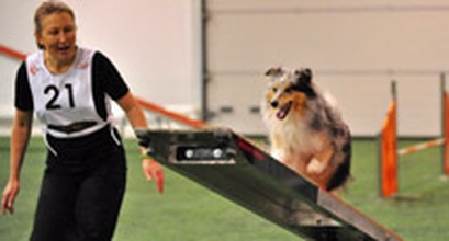 Maintaining Criteria in Competition - OneMind Dogs