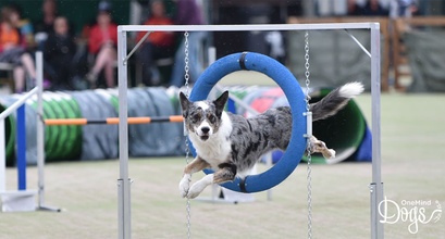 How to make agility competitions fun again?