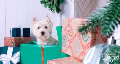 Fun And Practical Howliday Gift Ideas For Your Dog