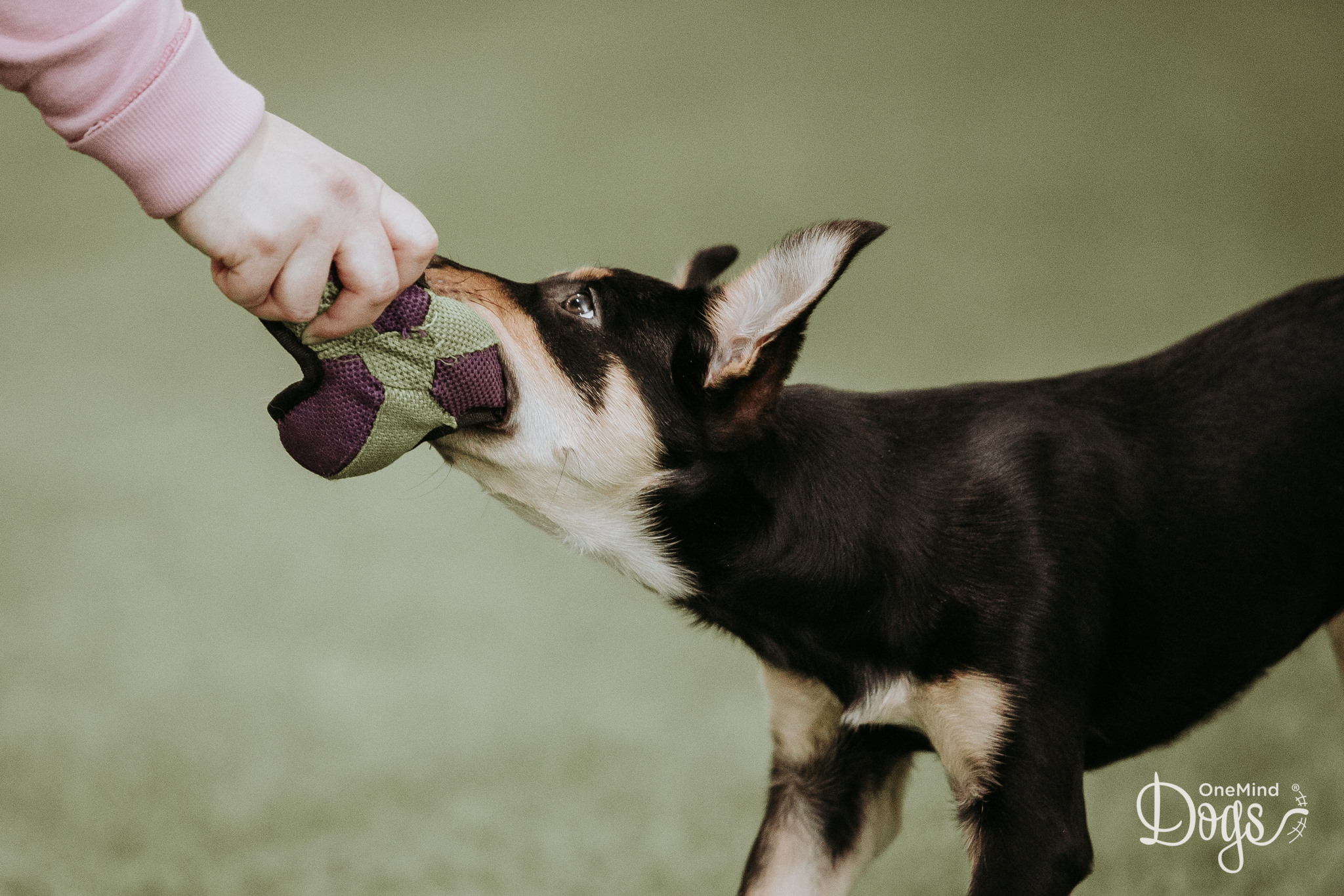 Reward Your Dog - OneMind Dogs