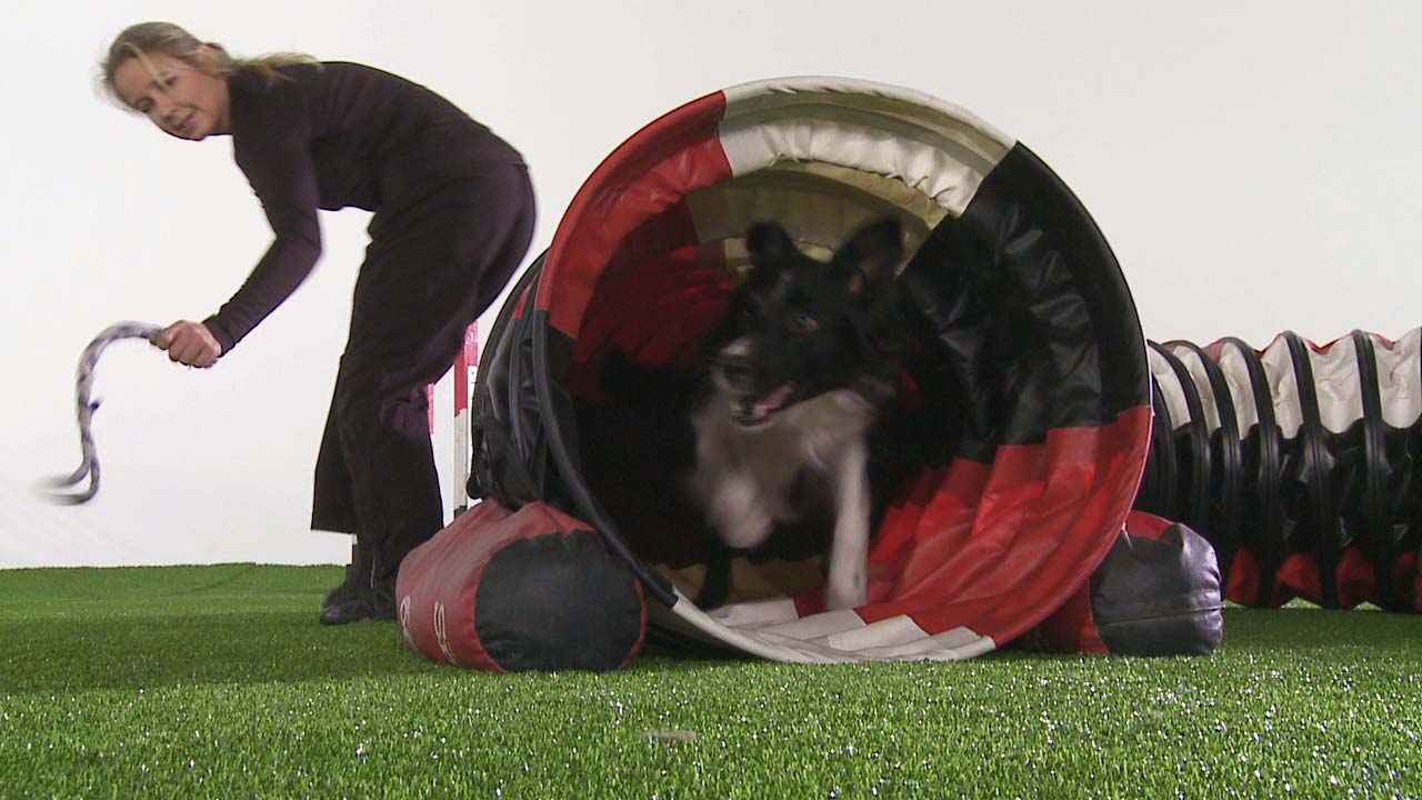 Turning Back From a Tunnel [video] OneMind Dogs