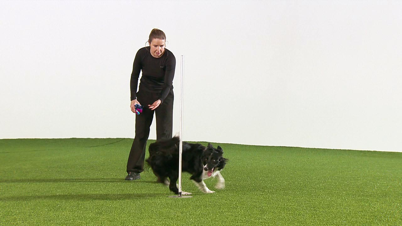 Side Strengthening Exercises [video] OneMind Dogs
