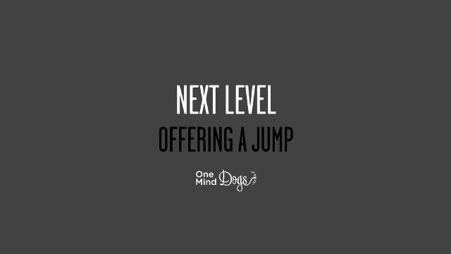 Next Level - Offering A Jump - OneMind Dogs