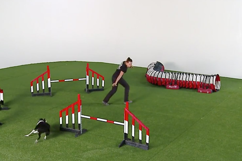 Flip [video] OneMind Dogs