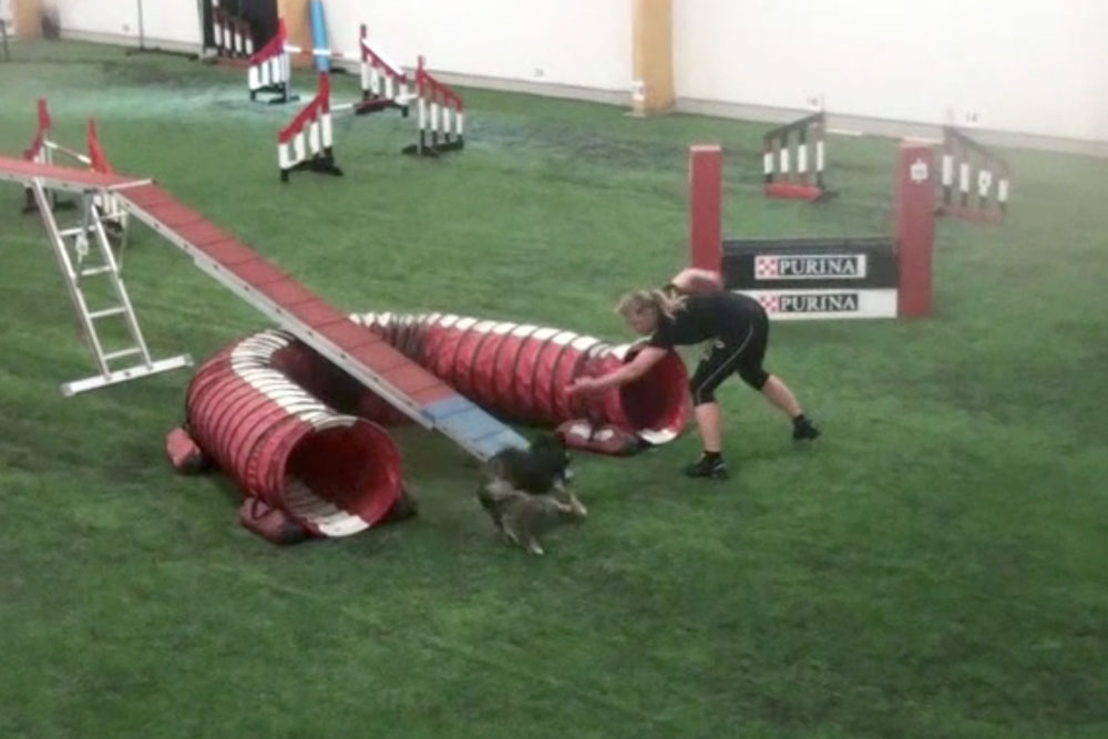 Agility Training Challenge 6 [video] OneMind Dogs