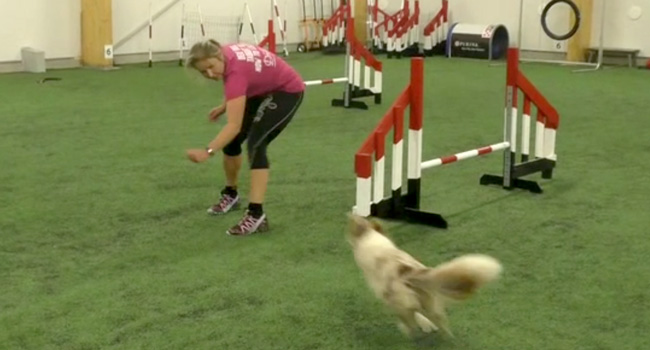 How Many Repetitions? [video] - OneMind Dogs