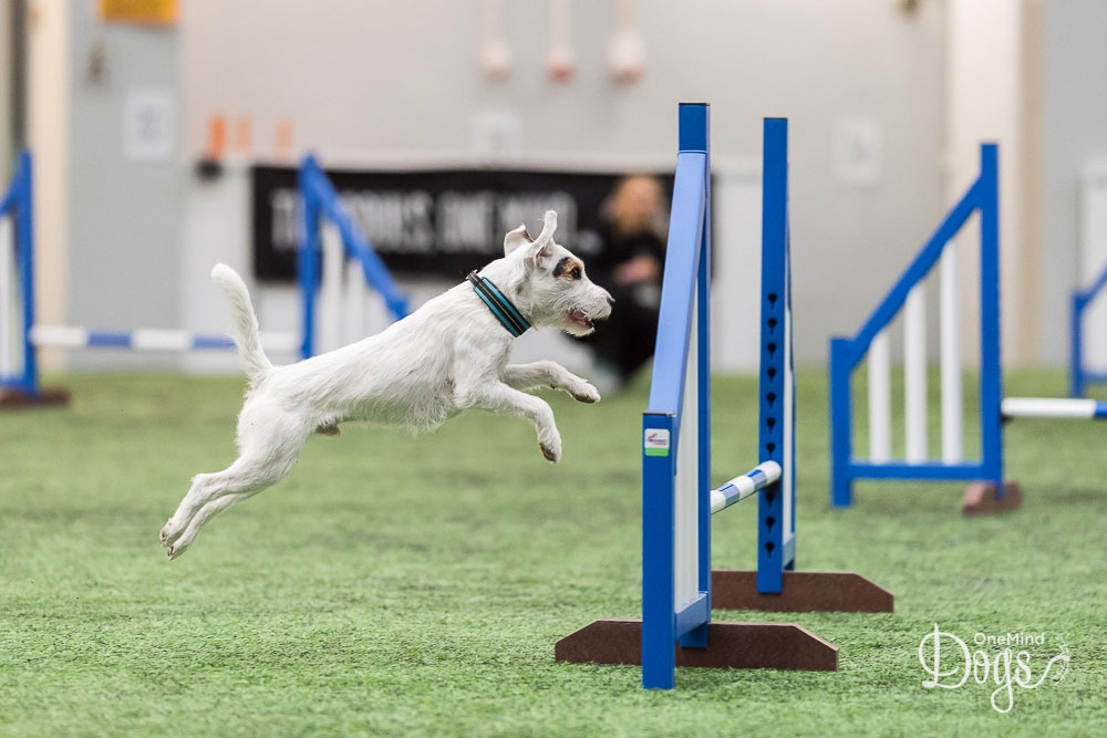 What makes a good flow? - OneMind Dogs