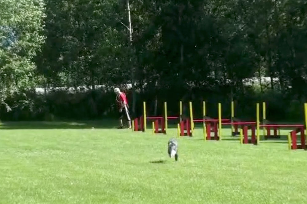 Agility Training Challenge 4 [video] OneMind Dogs