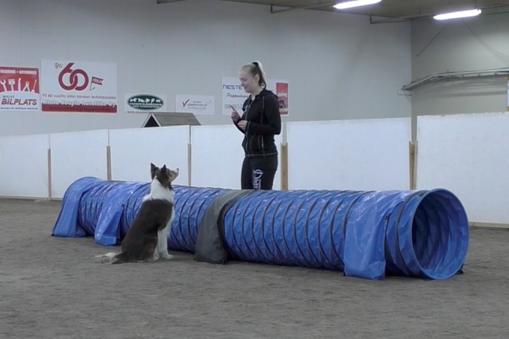 Agility Training Challenge 11 [video] OneMind Dogs
