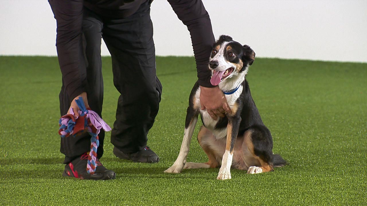 Building Drive [video] OneMind Dogs